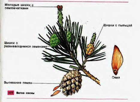 Вкаких шишках образуются семена голосеменных растений?