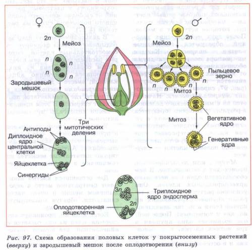 Сколько клеток из одной образуется при мейозе? сколько в них хромосом?