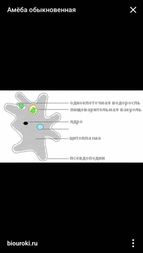 Схематично зарисуйте и отметьте органоиды амёбы протей