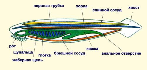 3. подпиши части тела ланцетника (фото нет). ответ на вопросы вопросы 1) кто установил промежуточное