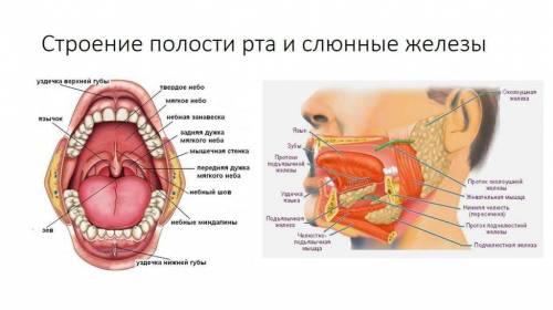 Какие органы находятся в ротовой полости? каково внутреннее строение зубов?