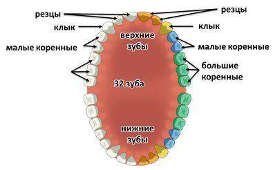 Какие органы находятся в ротовой полости? каково внутреннее строение зубов?