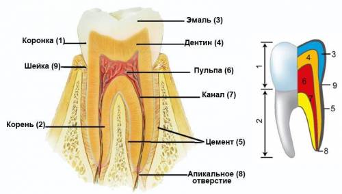 Какие органы находятся в ротовой полости? каково внутреннее строение зубов?