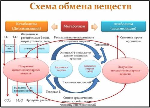 1. что представляют собой пластический и энергетический обмен и где они происходят?