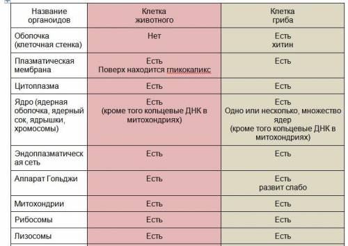 Составьте сравнительную таблицу «черты сходства и различия животных и грибов».составьте сравнительну