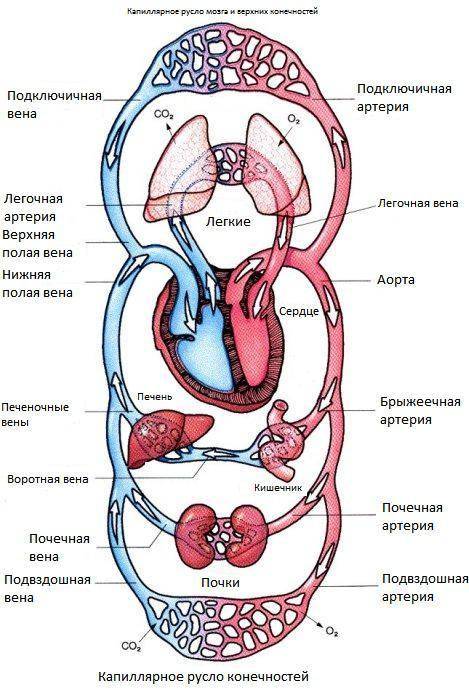 Найти в интернете таблицы или схемы по биологии для подготовки к егэ, которые можно распечатать и по