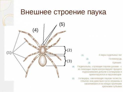 Где у паука расположены 4 пары ходильных ног? ?