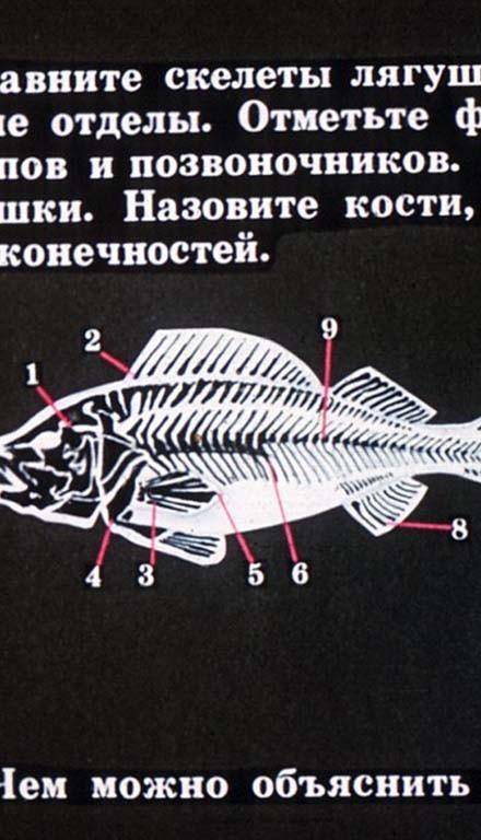 Вчём отличие строения скелета земноводных и рыб?