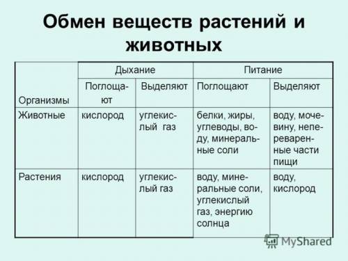 Как протекает обмен веществ у растений?