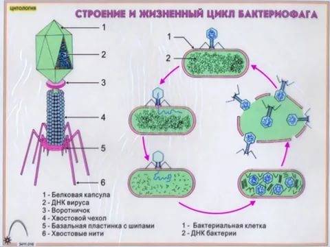 Как бактериофаг заражает клетку бактерии?