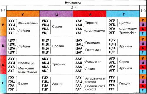 Начальная часть молекулы имеет следующую структуру: cys-phe-tyr.какие т-рнк (с какими андикодонами)м