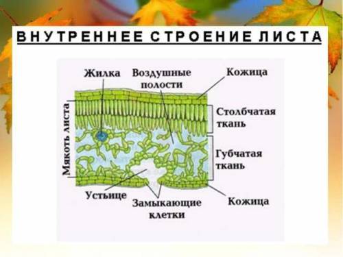 Сообщение по теме: испарение воды растениями. листопад .биология 6 класс. нужно кратко и понятно вре