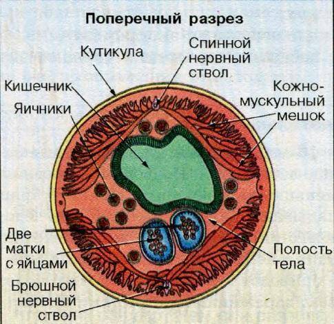 Охарактеризуйте особенности строения аскариды.что такое кутикула? в чем ее знаяение?