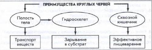 Охарактеризуйте особенности строения аскариды.что такое кутикула? в чем ее знаяение?