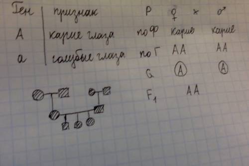 Составить свою родословную по генетике. у папы и мамы карие глаза. у их родителей тоже. у старшего б