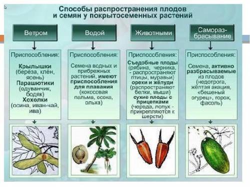 1.почему плоды некоторых растений могут распространять животные, и какие? 2. каким образом птицы мог