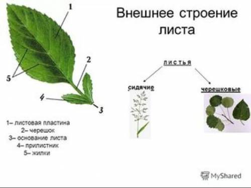 Характеристика внешнего строения стебля чёрной и золотистой смородины