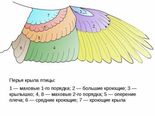 Стестом по биологии! 7 класс! 1) к хордовым относят многоклеточных двусторонне-симметричных животных