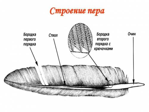 Стестом по биологии! 7 класс! 1) к хордовым относят многоклеточных двусторонне-симметричных животных