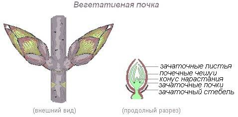 Строение вегетативной и цветочной почек