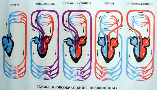 1) какой состав имеет кровь в сердце рыбы? 2) в каком направлении в ходе развития животного мира от