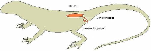 1какова функция сократительной вакуоли простейших: а- удаляет непереваренные остатки пищи б- удаляет