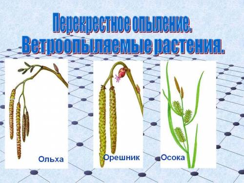 Что из перечисленного является при цветка к опылению ветром? раскрытие цветков только ночью крупные