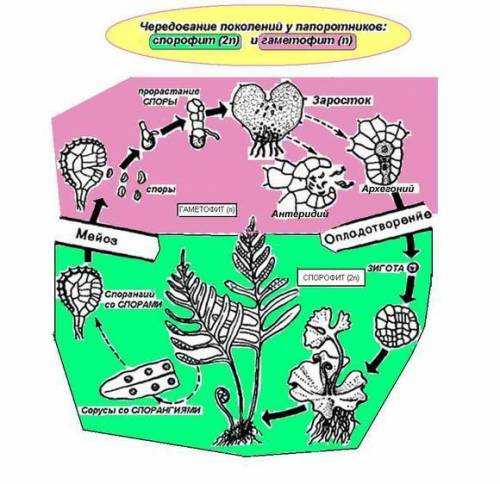 Определите число (n) хромосом и количество днк (с) у спор, заростка, половых клеток и спорофита папо