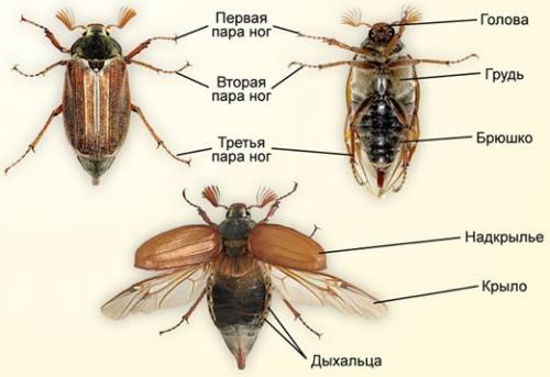 1)рассмотрите и назовите органы которые крепятся к груди сосчитайте и запишите сколько пар ног у жук