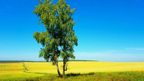 Подготовить народную песню и нарисовать рисунок к ней.