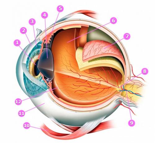 Значение зрения в жизни человека.опишите строение глаза.