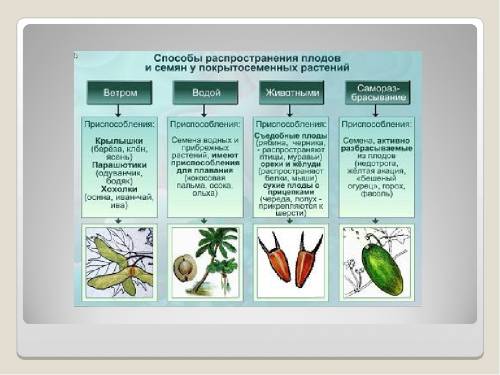 Билет №27: 1. охарактеризуйте распространения плодов и семян в природе. 2.что такое вич, спид? в чем