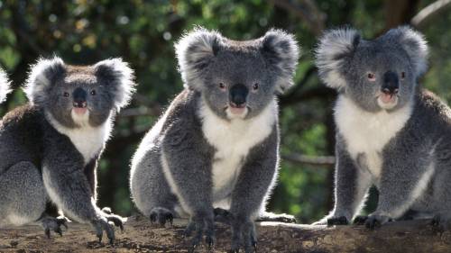 What names of australian birds and animals do you remember? what australian animals or birds seem un