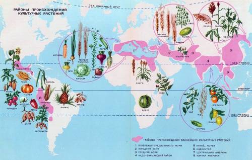 Районы происхождения культурных растений нужна картинка