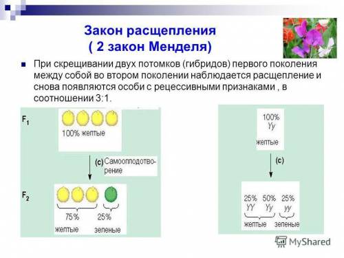 При скрещивании растений львиного зева с широкими листьями с особями с узкими листьями, потомство в