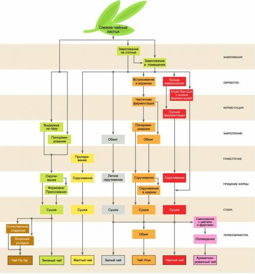 Технологичний процесс изготовления чая )) прям узнай