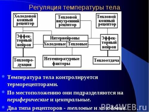 Назовите регуляции температуры млекопитающих