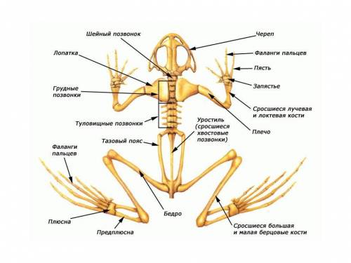 Седьмой класс. биология. сравните строение опорно-двигательной системы земноводных, пресмыкающихся и