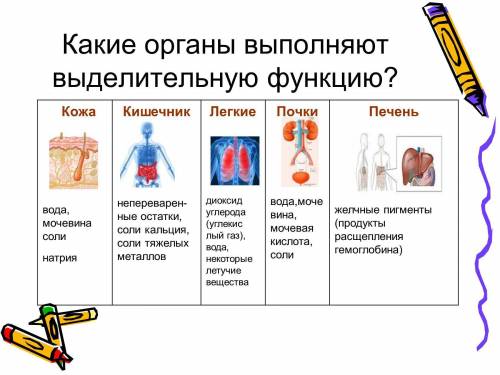 1. выделение. какие органы выполняют выделительную функцию? строение мочевыделительной системы.