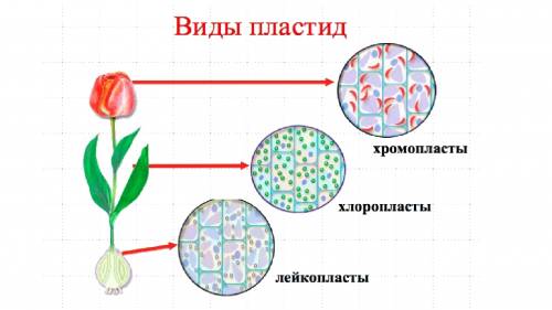 Что такое фотосинтез. можете объяснить кратко и понятно для 6 класса