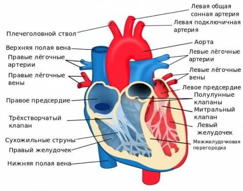 Опишите строение сердца, сердечный цикл.