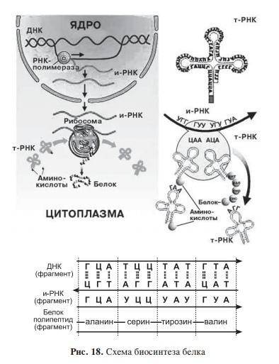 Как осуществляется биосинтез белка ?