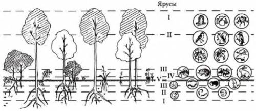 Как при растения к совместной жизни на одной терреторий