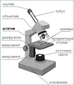 Назовите и охарактеризуете части светового микроскопа