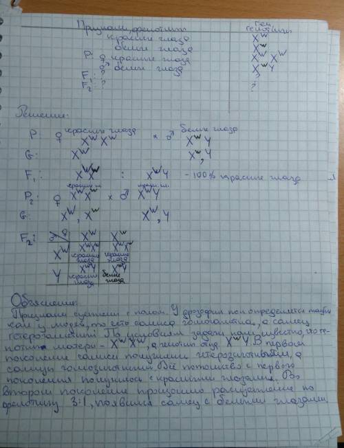 Удрозофилы рецессивный ген белоглазия ω - мутация ωhite - локализирован в x-хромосоме. мухи дикого т