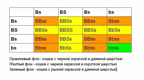 Укошек черной окраски шерсти (b) доминирует над геном рыжей окраски (b), а ген короткой шерсти (s) д