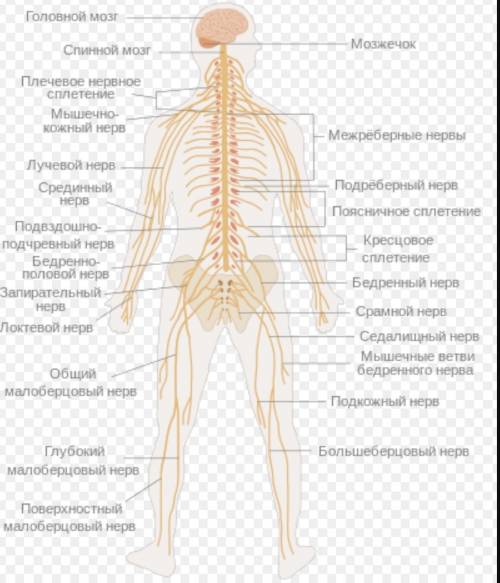 Какое значение для организма имеет нервная система? 2)какое значение для человека имеет кровь? 3)из