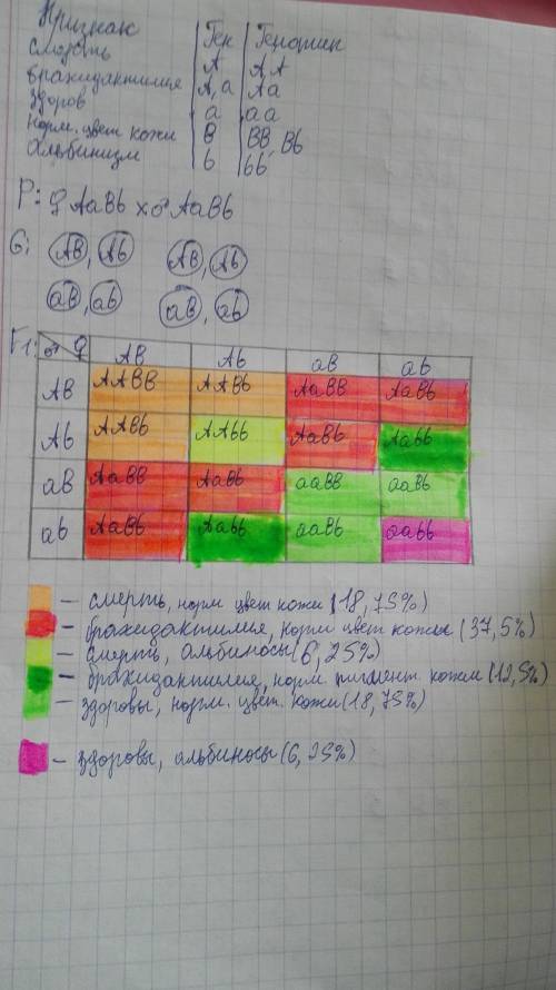 Учеловека доминантная мутация брахидактилии проявляется в виде пальцев в гетерозиготном состоянии, а