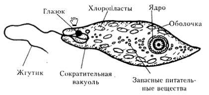 Сколько жгутиков у эвглены зелёной?