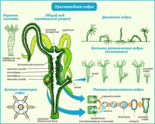 Общая характеристика кишечнополостных на примере гидры кратко